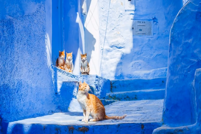 Blue-washed steps and walls in the medina of Chefchaouen, Morocco