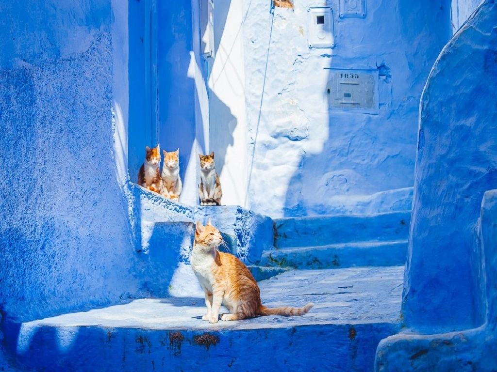 Blue-washed steps and walls in the medina of Chefchaouen, Morocco