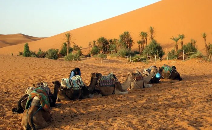 camels in merzouga dunes