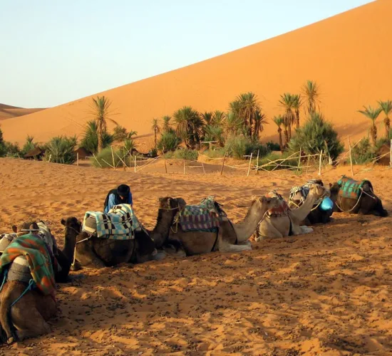 camels in merzouga dunes