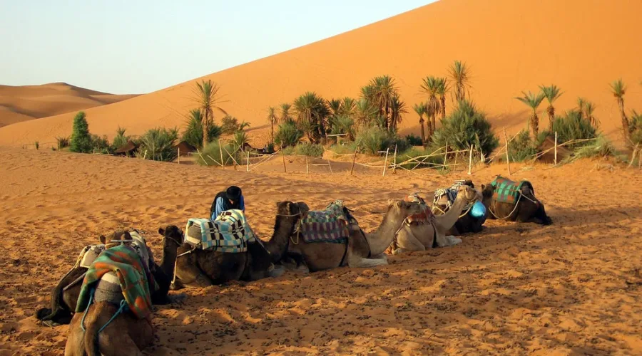 camels in merzouga dunes